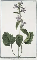 An illustration from Hortus Romanus plantaru (1772)