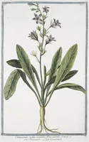 Picture 77 of 713 from Hortus Romanus plantaru (1772), leaf 77