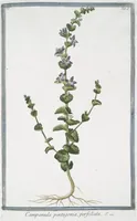 Picture 78 of 713 from Hortus Romanus plantaru (1772), leaf 78
