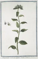 Picture 79 of 713 from Hortus Romanus plantaru (1772), leaf 79