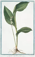 An illustration from Hortus Romanus plantaru (1772)