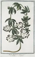 Picture 80 of 713 from Hortus Romanus plantaru (1772), leaf 80