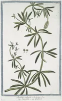 An illustration from Hortus Romanus plantaru (1772)