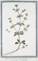 Picture 82 of 713 from Hortus Romanus plantaru (1772), leaf 82
