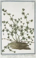 Picture 83 of 713 from Hortus Romanus plantaru (1772), leaf 83