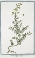 Picture 84 of 713 from Hortus Romanus plantaru (1772), leaf 84