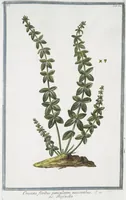 An illustration from Hortus Romanus plantaru (1772)