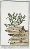 Picture 86 of 713 from Hortus Romanus plantaru (1772), leaf 86