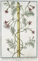 Picture 88 of 713 from Hortus Romanus plantaru (1772), leaf 88