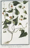Picture 89 of 713 from Hortus Romanus plantaru (1772), leaf 89