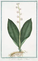 An illustration from Hortus Romanus plantaru (1772)