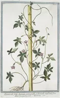 Picture 90 of 713 from Hortus Romanus plantaru (1772), leaf 90