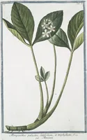 An illustration from Hortus Romanus plantaru (1772)