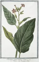 An illustration from Hortus Romanus plantaru (1772)