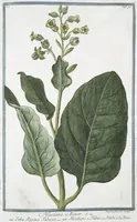 Picture 93 of 713 from Hortus Romanus plantaru (1772), leaf 93