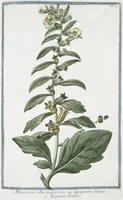 Picture 94 of 713 from Hortus Romanus plantaru (1772), leaf 94