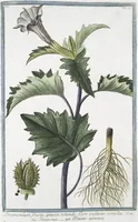 An illustration from Hortus Romanus plantaru (1772)
