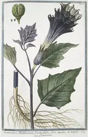 An illustration from Hortus Romanus plantaru (1772)