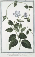Picture 97 of 713 from Hortus Romanus plantaru (1772), leaf 97