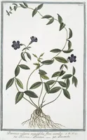 Picture 98 of 713 from Hortus Romanus plantaru (1772), leaf 98