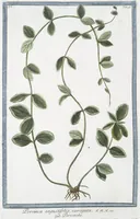 Picture 99 of 713 from Hortus Romanus plantaru (1772), leaf 99