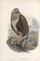 An illustration from The birds of Great Britain (1862)