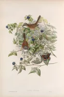 An illustration from The birds of Great Britain (1862)