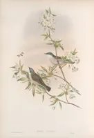 An illustration from The birds of Great Britain (1862)