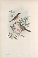 An illustration from The birds of Great Britain (1862)