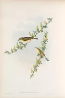 An illustration from The birds of Great Britain (1862)