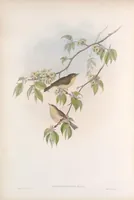 An illustration from The birds of Great Britain (1862)