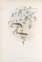 An illustration from The birds of Great Britain (1862)