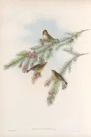 An illustration from The birds of Great Britain (1862)