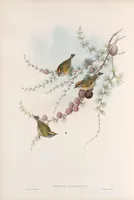 An illustration from The birds of Great Britain (1862)