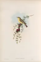 An illustration from The birds of Great Britain (1862)