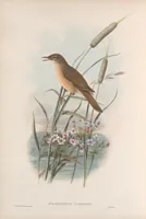 An illustration from The birds of Great Britain (1862)