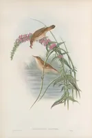 An illustration from The birds of Great Britain (1862)