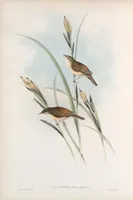 An illustration from The birds of Great Britain (1862)