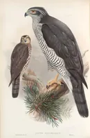 An illustration from The birds of Great Britain (1862)