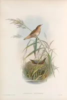 An illustration from The birds of Great Britain (1862)