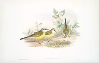 An illustration from The birds of Great Britain (1862)