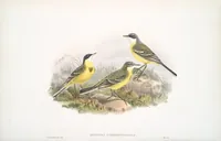 An illustration from The birds of Great Britain (1862)