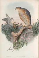 An illustration from The birds of Great Britain (1862)