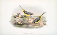 An illustration from The birds of Great Britain (1862)