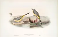 An illustration from The birds of Great Britain (1862)