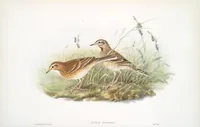 An illustration from The birds of Great Britain (1862)