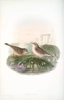 An illustration from The birds of Great Britain (1862)