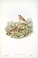 An illustration from The birds of Great Britain (1862)