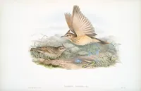 An illustration from The birds of Great Britain (1862)