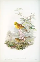 An illustration from The birds of Great Britain (1862)